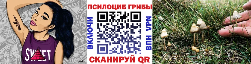 Псилоцибиновые грибы Psilocybe  дарк нет клад  Шуя  blacksprut зеркало 